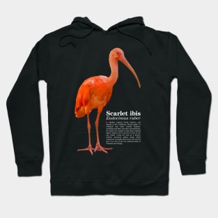 Scarlet ibis tropical bird white text Hoodie